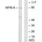 MYB Proto-Oncogene Like 1 antibody, PA5-49784, Invitrogen Antibodies, Western Blot image 