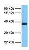 Gap Junction Protein Delta 2 antibody, GTX47483, GeneTex, Western Blot image 