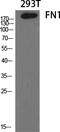 Fibronectin 1 antibody, STJ93098, St John