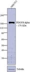 Platelet-derived growth factor subunit A antibody, PA5-16571, Invitrogen Antibodies, Western Blot image 