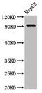 Neuronal PAS Domain Protein 2 antibody, CSB-PA860777LA01HU, Cusabio, Western Blot image 