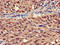 Stomatin Like 3 antibody, LS-C679676, Lifespan Biosciences, Immunohistochemistry paraffin image 