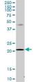 Mitochondrial Ribosomal Protein S23 antibody, H00051649-B01P, Novus Biologicals, Western Blot image 