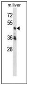 Cyclin Dependent Kinase 18 antibody, AP53224PU-N, Origene, Western Blot image 