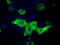 Imp2 antibody, M02010, Boster Biological Technology, Immunofluorescence image 
