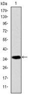 Apoptosis Inducing Factor Mitochondria Associated 1 antibody, AM06656SU-N, Origene, Western Blot image 