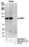 Bromodomain-containing protein 1 antibody, A302-366A, Bethyl Labs, Immunoprecipitation image 
