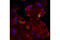 p21 antibody, 8587S, Cell Signaling Technology, Immunofluorescence image 
