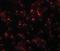 OCIA Domain Containing 1 antibody, orb94335, Biorbyt, Immunofluorescence image 