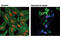 Caspase 3 antibody, 9602S, Cell Signaling Technology, Immunofluorescence image 
