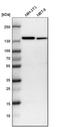 Ubiquitin carboxyl-terminal hydrolase 28 antibody, HPA006778, Atlas Antibodies, Western Blot image 