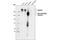 Kinase Insert Domain Receptor antibody, 2479S, Cell Signaling Technology, Western Blot image 