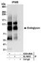 Podocalyxin Like 2 antibody, A304-484A, Bethyl Labs, Immunoprecipitation image 