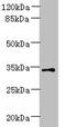 Palmitoyltransferase ZDHHC3 antibody, orb357675, Biorbyt, Western Blot image 