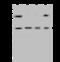 B And T Lymphocyte Associated antibody, 200130-T32, Sino Biological, Western Blot image 