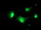 Protein C inhibitor antibody, TA504370, Origene, Immunofluorescence image 