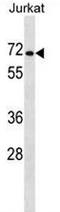 Probable proline dehydrogenase 2 antibody, AP53449PU-N, Origene, Western Blot image 