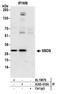 Ribosome maturation protein SBDS antibody, A305-018A, Bethyl Labs, Immunoprecipitation image 