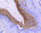 Calponin 1 antibody, 13-818, ProSci, Immunohistochemistry frozen image 
