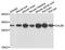 Aquaporin 2 antibody, orb10123, Biorbyt, Western Blot image 