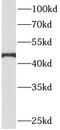 Adenosylhomocysteinase antibody, FNab00226, FineTest, Western Blot image 