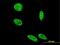 Histone deacetylase complex subunit SAP18 antibody, MA5-24433, Invitrogen Antibodies, Immunofluorescence image 