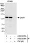 Oxidation Resistance 1 antibody, A302-036A, Bethyl Labs, Immunoprecipitation image 