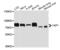 Yes Associated Protein 1 antibody, orb136718, Biorbyt, Western Blot image 