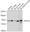 Protein Kinase AMP-Activated Catalytic Subunit Alpha 2 antibody, 22-874, ProSci, Western Blot image 