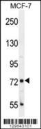 CTAGE Family Member 4 antibody, 56-069, ProSci, Western Blot image 