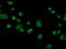 FK506-binding protein-like antibody, TA502165, Origene, Immunofluorescence image 