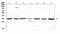 Uncoupling Protein 2 antibody, A02256-1, Boster Biological Technology, Western Blot image 