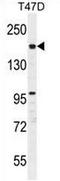 Forkhead Associated Phosphopeptide Binding Domain 1 antibody, AP51667PU-N, Origene, Western Blot image 