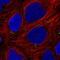 Zinc Finger Protein 813 antibody, NBP2-31638, Novus Biologicals, Immunofluorescence image 
