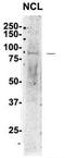 Nucleolin antibody, TA345918, Origene, Western Blot image 