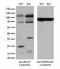 RAS Related antibody, LS-C794968, Lifespan Biosciences, Western Blot image 