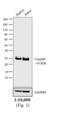 Rabbit IgG antibody, 32260, Invitrogen Antibodies, Western Blot image 