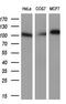 Prominin-2 antibody, GTX83797, GeneTex, Western Blot image 
