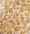 Adenine Phosphoribosyltransferase antibody, LS-C156439, Lifespan Biosciences, Immunohistochemistry frozen image 