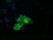 RAB37, Member RAS Oncogene Family antibody, LS-C174266, Lifespan Biosciences, Immunofluorescence image 