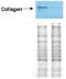 Collagen Type I Alpha 1 Chain antibody, GTX26577, GeneTex, Western Blot image 
