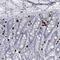 Cilia And Flagella Associated Protein 58 antibody, NBP1-90782, Novus Biologicals, Immunohistochemistry paraffin image 