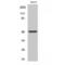 Endothelin Receptor Type A antibody, LS-C383422, Lifespan Biosciences, Western Blot image 