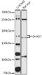 DExH-Box Helicase 57 antibody, 16-669, ProSci, Western Blot image 