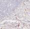Ig delta chain C region antibody, FNab04183, FineTest, Immunohistochemistry frozen image 