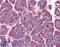 Platelet Activating Factor Acetylhydrolase 1b Regulatory Subunit 1 antibody, 45-104, ProSci, Immunofluorescence image 