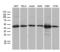 UBA Domain Containing 1 antibody, MA5-27282, Invitrogen Antibodies, Western Blot image 