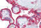Klotho antibody, MBS246805, MyBioSource, Immunohistochemistry frozen image 