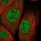Zinc Finger Protein 30 antibody, NBP1-84108, Novus Biologicals, Immunofluorescence image 