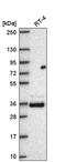 Protein FAM110A antibody, PA5-67037, Invitrogen Antibodies, Western Blot image 